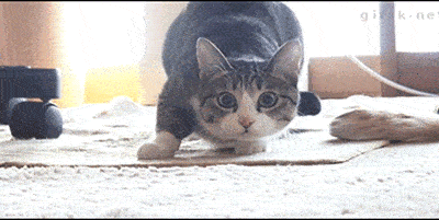 wiggle_cat